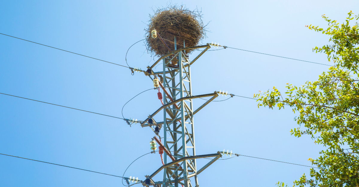 Meter Box Wildlife Mitigation Ensures MBTA Compliance – EHS Case Study